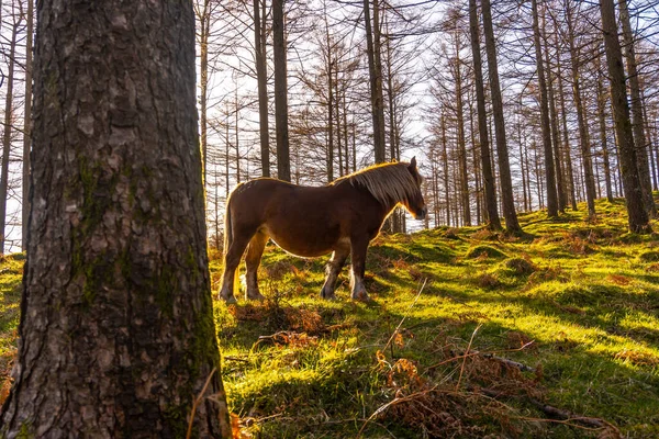 Gratis Wilde Paarden Het Oianleku Bos Bij Zonsopgang Stad Oiartzun — Stockfoto