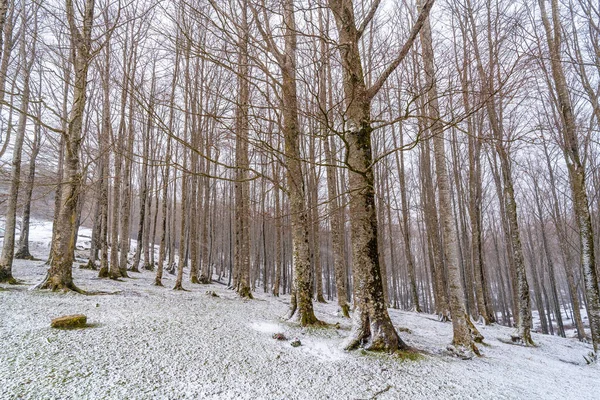 Beautiful Forest Trees Mount Aizkorri Gipuzkoa Snowy Landscape Winter Snows — Stock Photo, Image