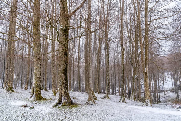 Piękny Las Drzew Górze Aizkorri Gipuzkoa Śnieżny Krajobraz Przez Zimowe — Zdjęcie stockowe