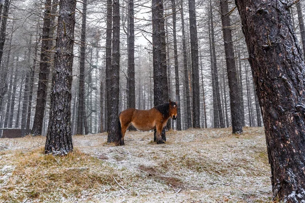 Wilde Paarden Aizkorri Berg Van Gipuzkoa Snowy Landschap Door Winter — Stockfoto
