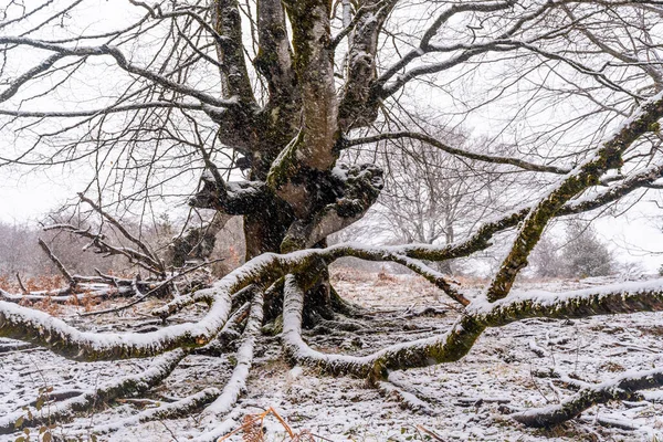 Piękne Gigantyczne Buki Lesie Góry Aizkorri Gipuzkoa Śnieżny Krajobraz Przez — Zdjęcie stockowe