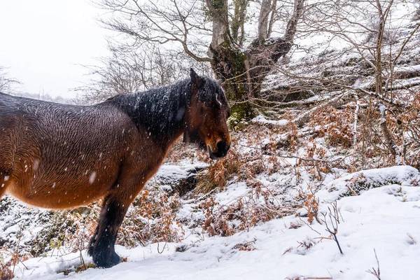 Een Wild Paard Naast Beukenbomen Het Bos Van Berg Aizkorri — Stockfoto