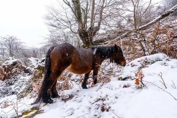 Een Wild Paard Naast Beukenbomen Het Bos Van Berg Aizkorri — Stockfoto