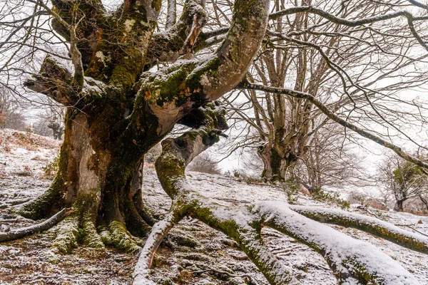 Buchenwald Voller Schnee Wald Des Berges Aizkorri Gipuzkoa Schneelandschaft Durch — Stockfoto