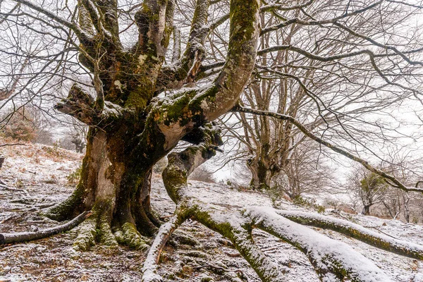 Beech Forest Full Snow Forest Mount Aizkorri Gipuzkoa Snowy Landscape — Stock Photo, Image