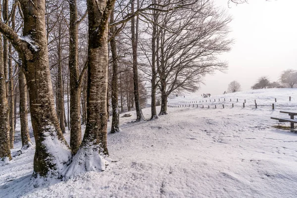 Schneebedeckter Sonnenaufgang Neben Bäumen Auf Dem Picknickplatz Neben Der Schutzhütte — Stockfoto