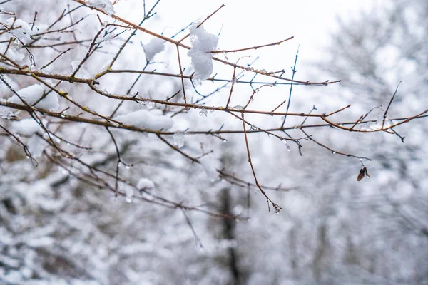 Detail Von Schnee Und Eis Auf Den Ästen Der Bäume — Stockfoto