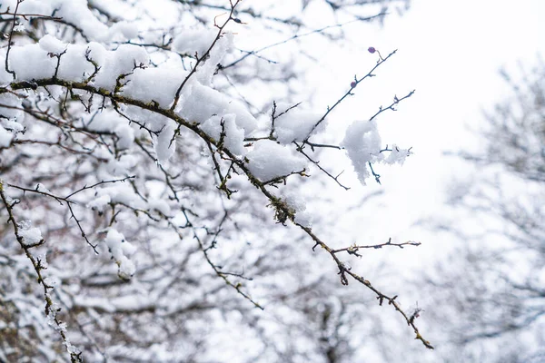 Detail Von Schnee Und Eis Auf Den Ästen Der Bäume — Stockfoto
