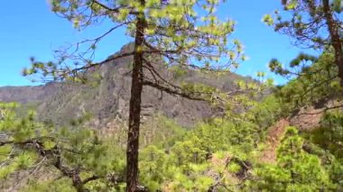 Kanarya Adaları 'ndaki Caldera de Taburiente' nin yanındaki La Palma adasındaki La Cumbrecita yürüyüş yolundan görüntüler. İspanya