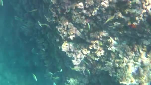 Viele Fische Meer Strand Von Charco Verde Auf Der Insel — Stockvideo