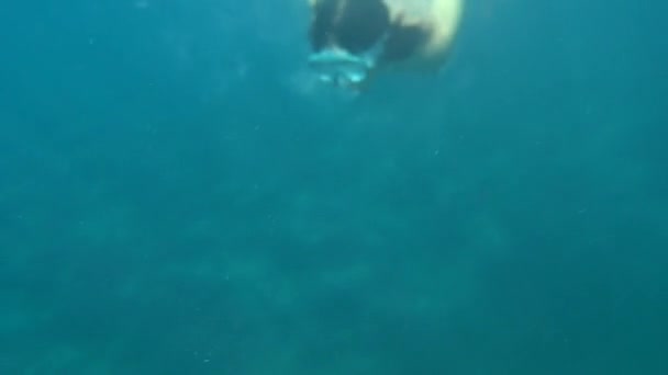 Yazın Palma Adasındaki Charco Verde Sahilinde Şnorkelle Yüzen Genç Bir — Stok video
