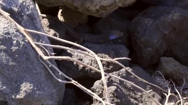 Eine Riesige Blaue Eidechse Strand Von Charco Verde Auf Der — Stockvideo
