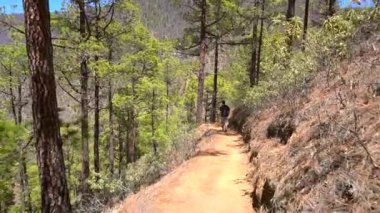 La Palma adasında, Kanarya Adaları 'ndaki Caldera de Taburiente' nin yanındaki La Cumbrecita yürüyüş yolunda genç bir adam. İspanya