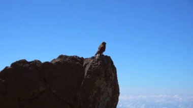 Bir yaz öğleden sonra, Roque de los Muchachos yakınlarındaki Caldera de Taburiente volkanının tepesinde bir kartal uçuşu, La Palma, Kanarya Adaları. İspanya