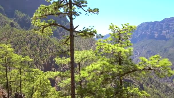 Kilátás Lomo Las Chozas Cumbrecita Nézetre Palma Szigetén Caldera Taburiente — Stock videók