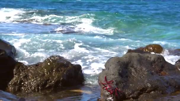 大红色螃蟹在圣克鲁斯德拉帕尔马附近的Los Cancajos海滩上 加那利群岛拉帕尔马岛 西班牙 — 图库视频影像