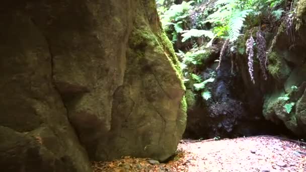 Trilha Maravilhosa Parque Natural Los Tilos Costa Nordeste Ilha Palma — Vídeo de Stock