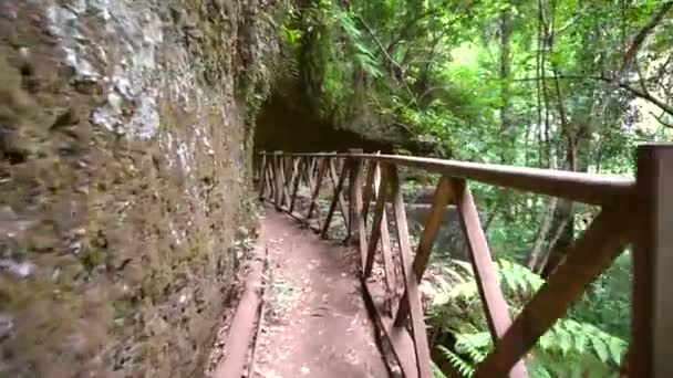 Der Weg Durch Die Schlucht Des Naturparks Los Tilos Der — Stockvideo