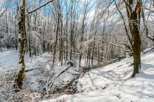 Eine Gruppe Von Wanderern Unterwegs Naturpark Nevado Artikutza Oiartzun Bei — Stockfoto