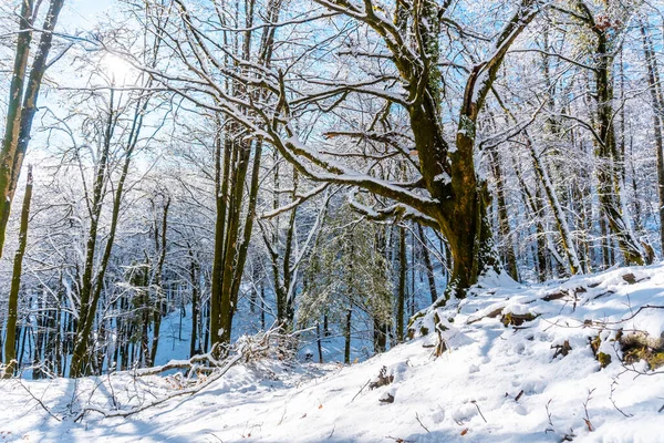 Grupa Turystów Szlaku Parku Przyrody Nevado Artikutza Oiartzun Koło San — Zdjęcie stockowe