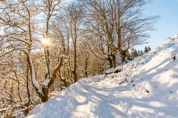 Eine Junge Frau Geht Durch Den Schnee Schneebedeckten Oianleku Naturpark — Stockfoto