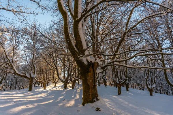 Eine Junge Frau Geht Durch Den Schnee Schneebedeckten Oianleku Naturpark — Stockfoto