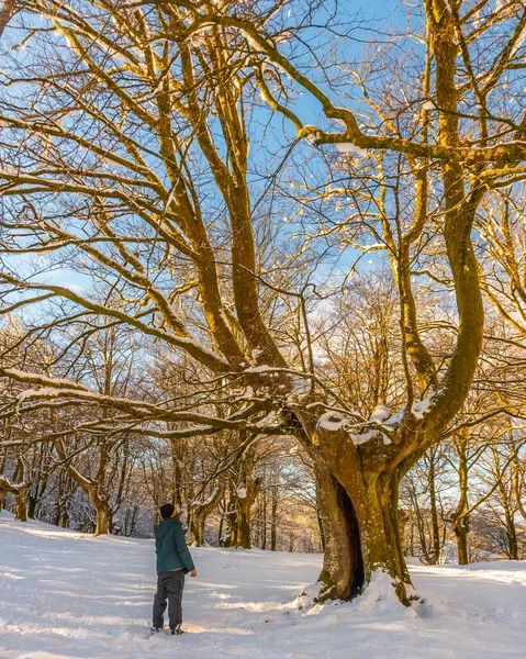 Młoda Kobieta Spacerująca Śniegu Ośnieżonym Parku Oianleku Miejscowości Oiartzun Gipuzkoa — Zdjęcie stockowe