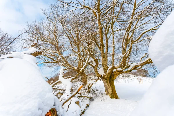 Eine Junge Frau Geht Durch Den Schnee Schneebedeckten Oianleku Naturpark — Stockfoto