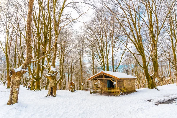 Eine Junge Frau Geht Durch Den Schnee Schneebedeckten Oianleku Naturpark — Stockfoto