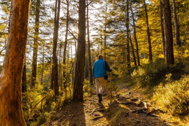 Mavi ceketli genç bir adam bir öğleden sonra gün batımında ormanda yürüyüş yapıyor. Oiartzun, Gipuzkoa 'daki Artikutza Ormanı. Bask Ülkesi