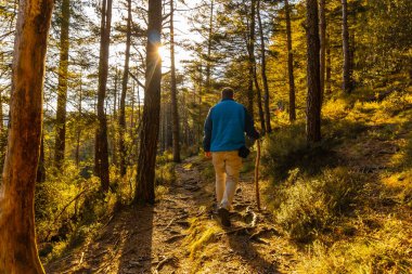 Bir öğleden sonra gün batımında mavi ceketli genç bir adam ormanda yürüyor. Oiartzun, Gipuzkoa 'daki Artikutza Ormanı. Bask Ülkesi