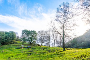 Gipuzkoa 'nın Mutriku belediyesindeki Arno Dağı' nın kayın ormanında hayvanlarla güzel bir gündoğumu. Bask Ülkesi, İspanya