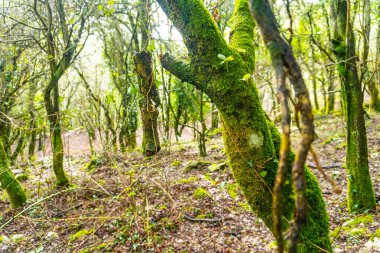 Gipuzkoa 'nın Mutriku belediyesindeki Arno Dağı ormanlarındaki değerli fauna. Bask Ülkesi, İspanya