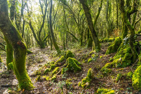 Gipuzkoa 'nın Mutriku belediyesindeki Arno Dağı ormanlarındaki değerli fauna. Bask Ülkesi, İspanya