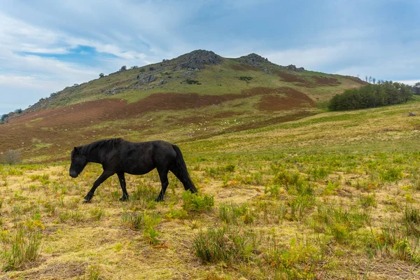 Een Wild Zwart Paard Top Van Berg Adarra Stad Urnieta — Stockfoto