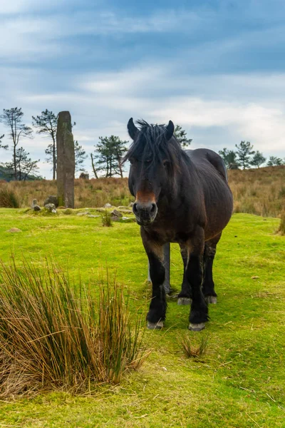 Een Wild Zwart Paard Top Van Berg Adarra Stad Urnieta — Stockfoto
