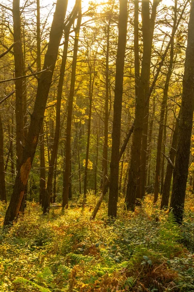 Trilha Pôr Sol Monte Adarra Cidade Urnieta Perto San Sebastian — Fotografia de Stock