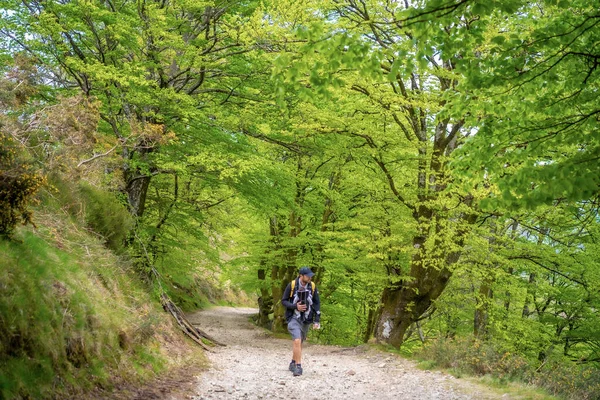 Nuori Isä Jolla Vastasyntynyt Lapsi Repussaan Metsäpolulla Matkalla Piknikille Perheen — kuvapankkivalokuva