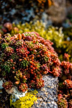 Aiako Harria veya Guipzcoa 'nın Oiartzun kentindeki Penas de Aya dağındaki renkli kaya yosunlarının makro fotoğrafları. Bask Ülkesi