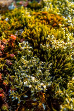 Aiako Harria veya Guipzcoa 'nın Oiartzun kentindeki Penas de Aya dağındaki renkli kaya yosunlarının makro fotoğrafları. Bask Ülkesi
