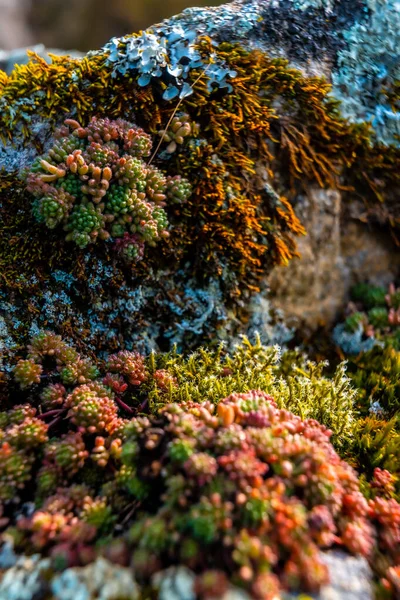 Macro Photography Colorful Rock Moss Aiako Harria Penas Aya Mountain — 스톡 사진