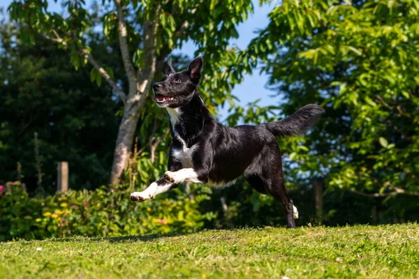 Fronteira Collie Cão Brincando Com Frisbee Parque Verde Com Árvores — Fotografia de Stock