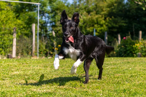 Hraniční Kolie Pes Hrát Frisbee Zeleném Parku Stromy — Stock fotografie