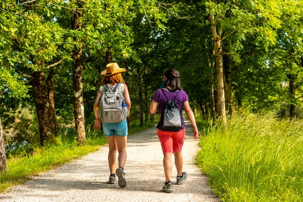 Two friends walking along the beautiful path between trees in the Urdaibai marshes, a Bizkaia biosphere reserve next to Mundaka. Basque Country