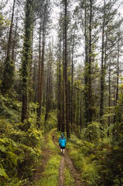 Yağmurluklu iki yürüyüşçü yağmur altında ormanda yürüyor. Ispaster 'dan Lekeitio' ya giden yolda ilkbahar, Bizkaia manzaraları. Bask Ülkesi