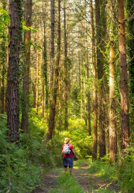 Şapkalı genç bir baba ve sırt çantasındaki oğluyla ormandaki çam ağaçlarına, yürüyüş yaşam tarzına, kopyala yapıştır alanına, Bask ülkesinin ormanlarına bakıyor. İspanya