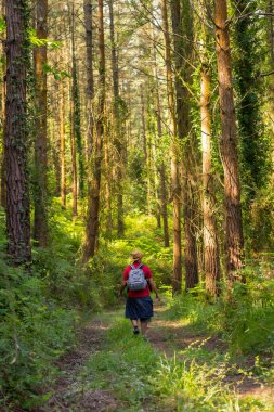 Genç bir gezgin şapkasıyla döndü ve orman çamlarına baktı, yürüyüş yaşam tarzı konsepti, kopyala yapıştır alanı, Bask ülkesinin ormanları. İspanya
