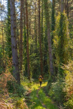Orman çamları ve altında yukarı bakan genç bir kadın, yürüyüş yaşam tarzı konsepti, kopyalama ve yapıştırma alanı, Bask bölgesi ormanları. Dikey fotoğraf