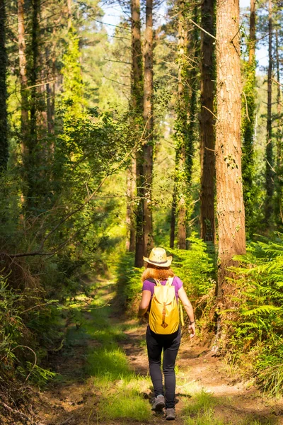 Young Adventurer Hat Yellow Backpack Forest Pines Hiker Lifestyle Concept — Stock Photo, Image