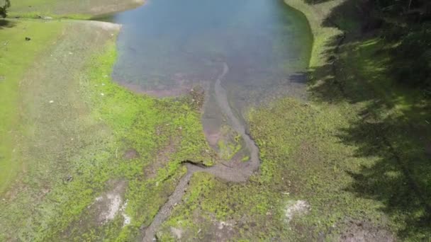 Повітряне Видовище Річкового Потоку Яке Закінчується Прекрасному Озері Поруч Соснами — стокове відео